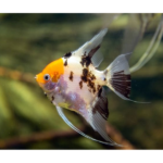 ACARA BANDEIRA