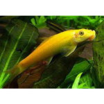 COMEDOR DE ALGA GOLD