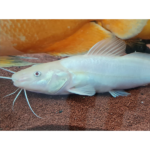 JUNDIA ALBINO