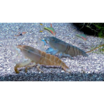 LAGOSTA FILTRADORA