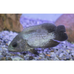 OSCAR PURPLE