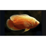 OSCAR RED RUBY ALBINO