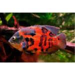 OSCAR RED TIGRE