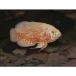 OSCAR RED TIGRE ALBINO