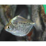 PACU PRATA