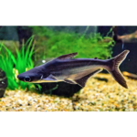 PANGASIUS