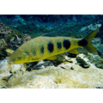 PIAUCU