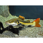 PIRARARA