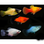 PLATY DIVERSOS
