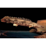 POLYPTERUS ENDLICHERI