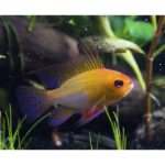 RAMIREZI GOLD