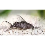 SYNODONTIS PEIXE GATO INVERTIDO