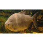 TAMBAQUI