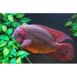 TEMPORALIS