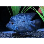TEXAS BLUE SHORT BODY