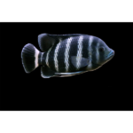 TILAPIA ZEBRADA