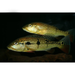 TUCUNARE PINIMA