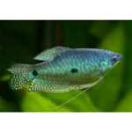 TRICOGASTE AZUL
