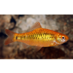 BARBO OURO