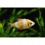 BARBO SUMATRA ALBINO