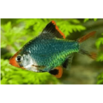 BARBO SUMATRA VERDE