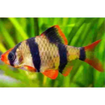 BARBO SUMATRA