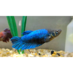 BETTA FÊMEA