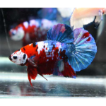 BETTA LINHAGEM KOI