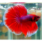 BETTA MACHO