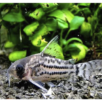 CORIDORA TIGRE