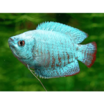 COLISA AZUL