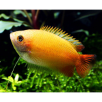 COLISA GOLD