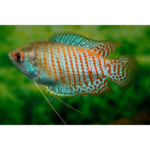 COLISA LALIA