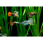 GUPPY DIVERSOS