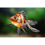 KINGUIO CALICO