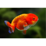 KINGUIO RANCHU