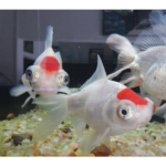 KINGUIO TELESCOPIO REDCAP
