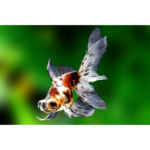 KINGUIO TELESCOPIO CALICO