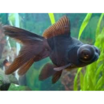 KINGUIO TELESCOPIO NEGRO