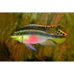 KRIBENSIS
