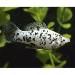 MOLINESIA DALMATA