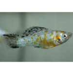 MOLINESIA DALMATA RED