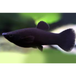 MOLINESA NEGRA