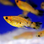 MOLINESIA TIGRE