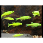 PAULISTINHA VERDE