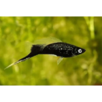 ESPADA NEGRA