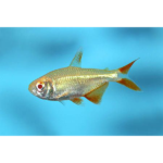 TETRA BUENOS AIRES ALBINO