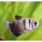 TETRA NEGRO