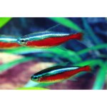 TETRA NEON CARDINAL