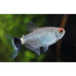 TETRA OLHO DE FOGO